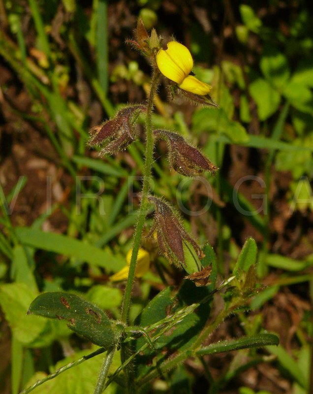 Crotalaria ferruginea